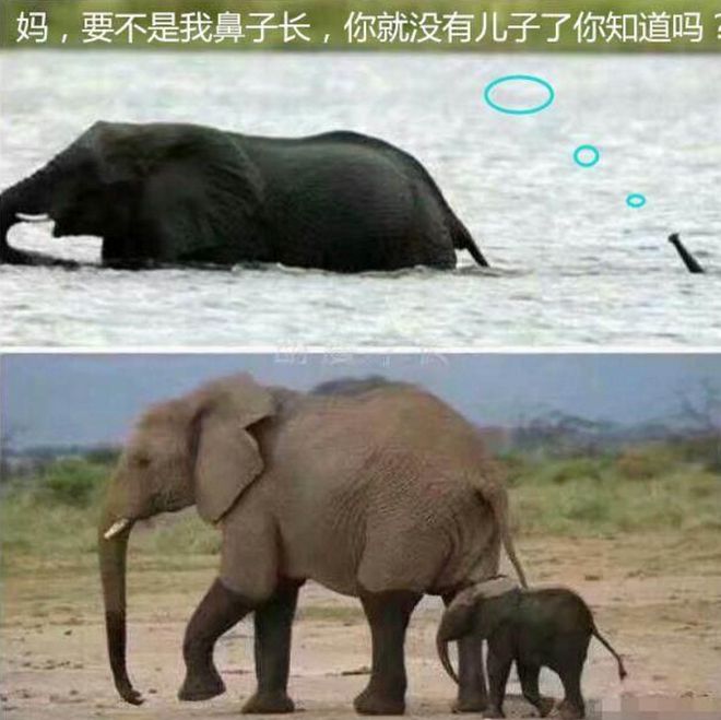 搞笑段子：治愈失戀的搞笑段子笑得肚子疼。