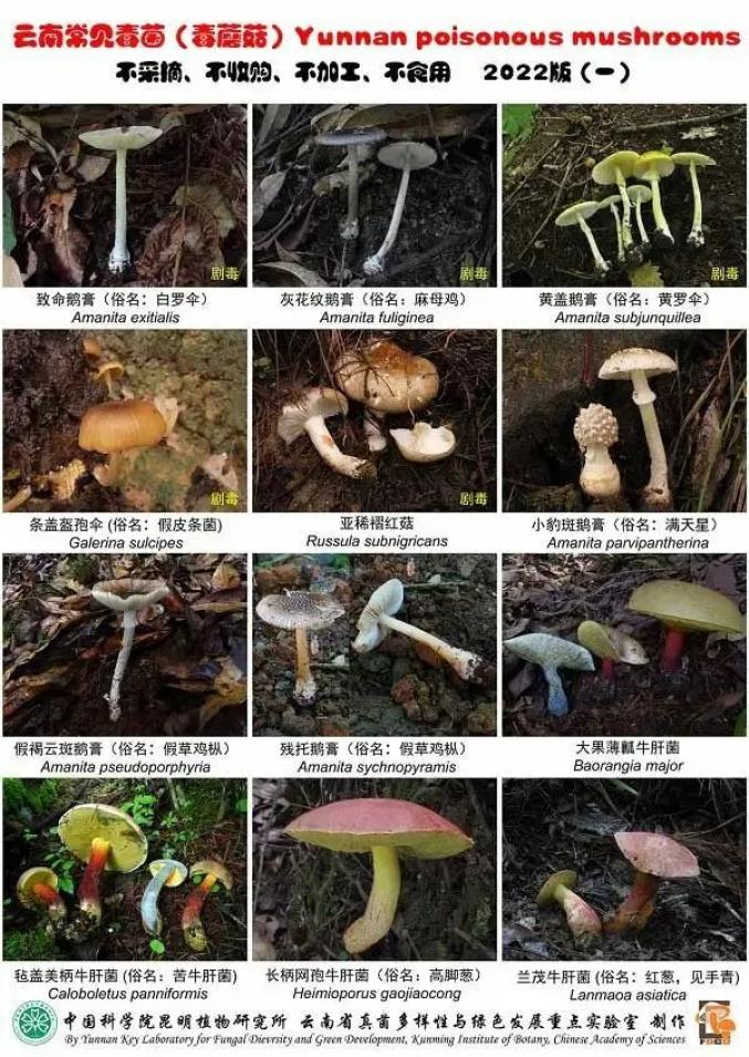 吃毒蘑菇成了搞笑段子、探險(xiǎn)游戲？別拿中毒當(dāng)兒戲！(圖3)