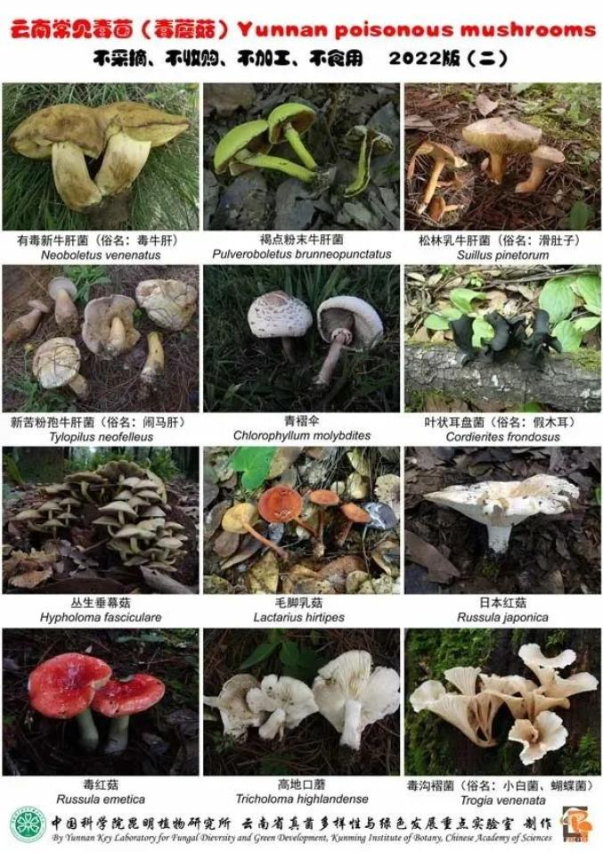 吃毒蘑菇成了搞笑段子、探險(xiǎn)游戲？別拿中毒當(dāng)兒戲！(圖4)